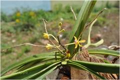 Vanda testacea